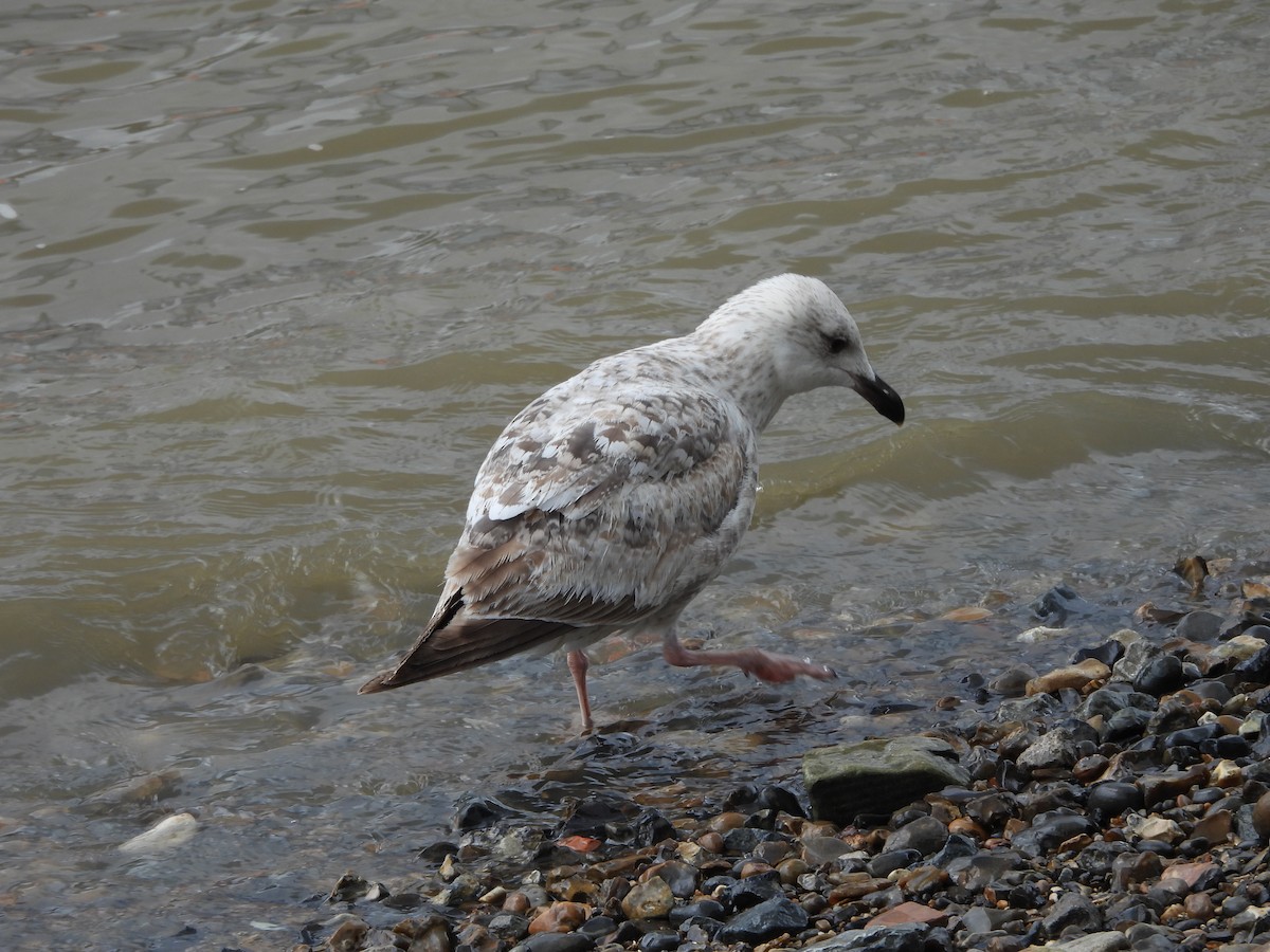 gull sp. - ML643526740