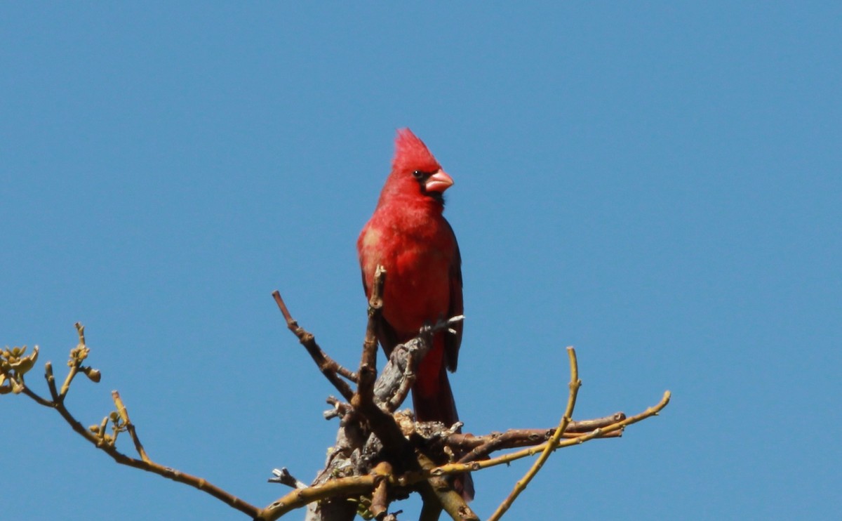 Northern Cardinal - ML643526755