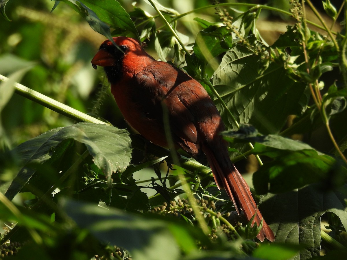 Northern Cardinal - ML643526762