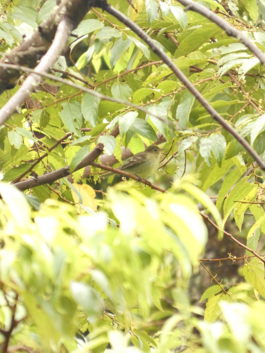 Mountain Elaenia - ML643526769