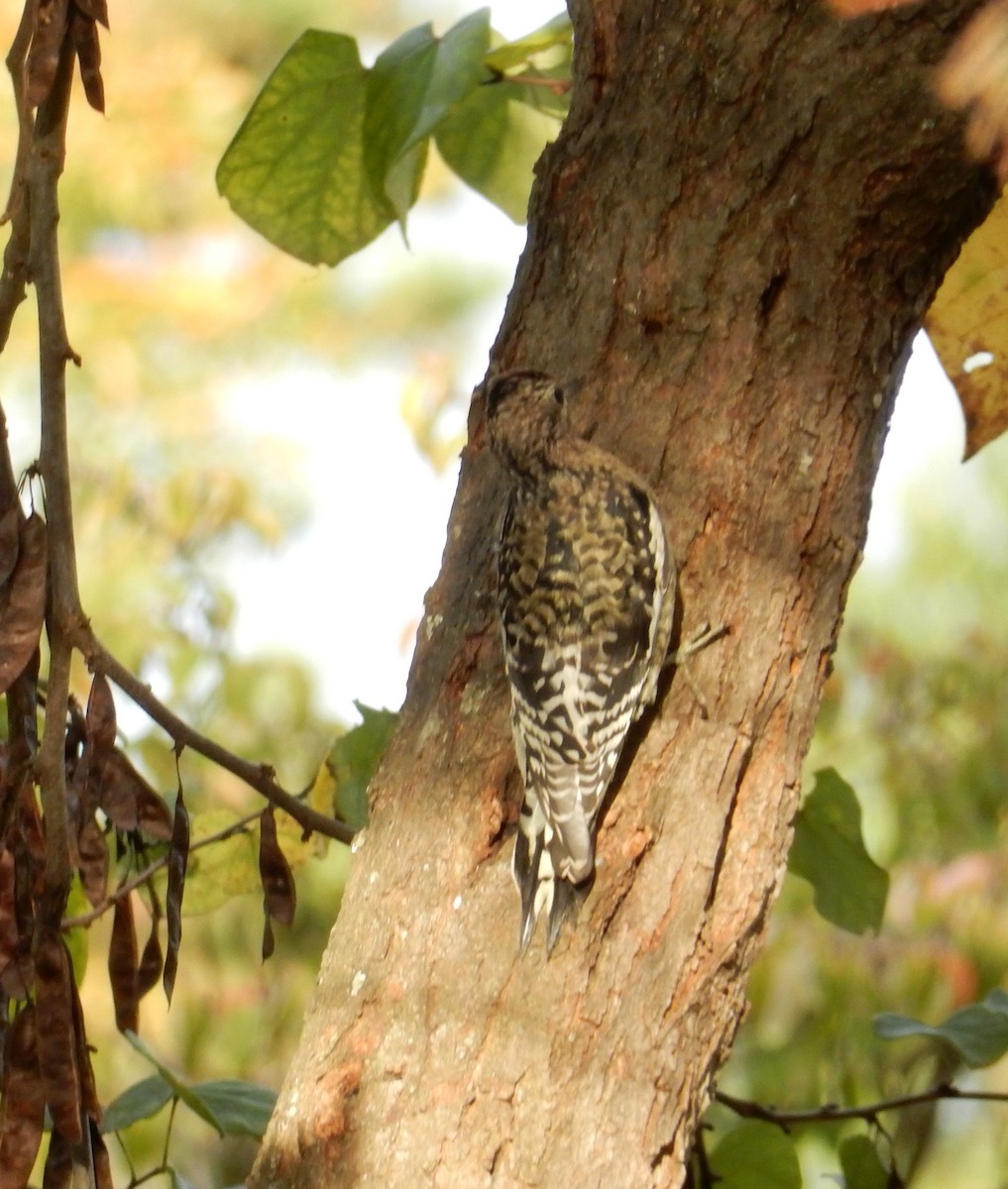 Yellow-bellied Sapsucker - ML643526770