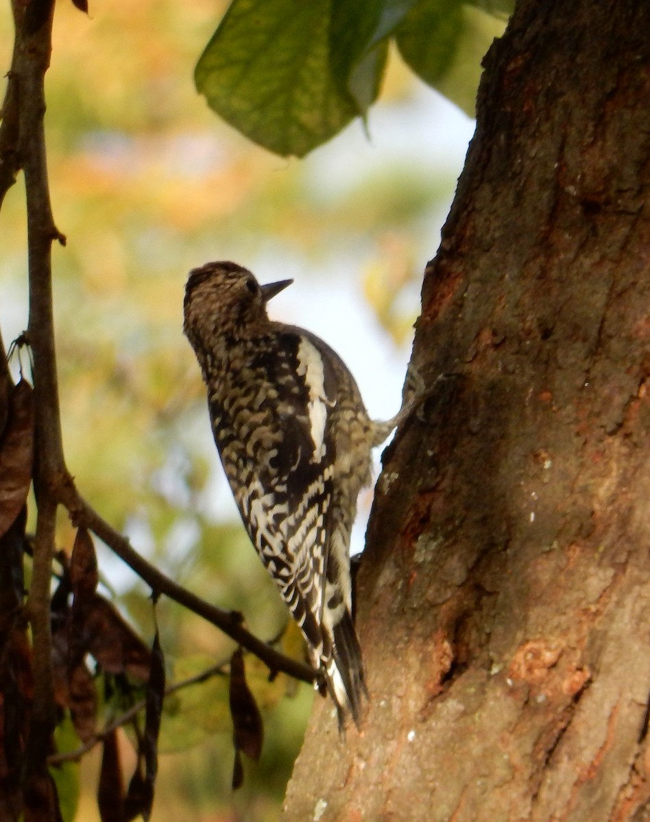 Yellow-bellied Sapsucker - ML643526771