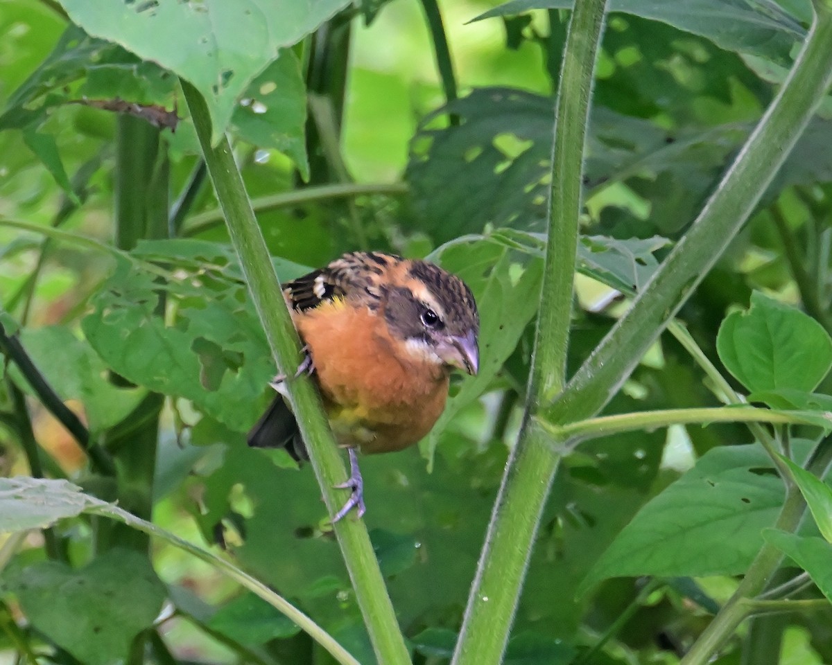 Black-headed Grosbeak - ML643526773