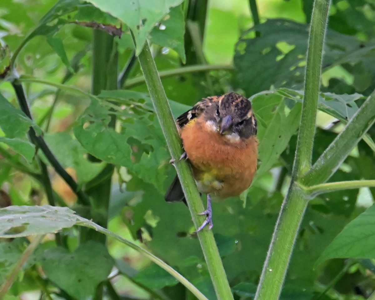 Black-headed Grosbeak - ML643526774