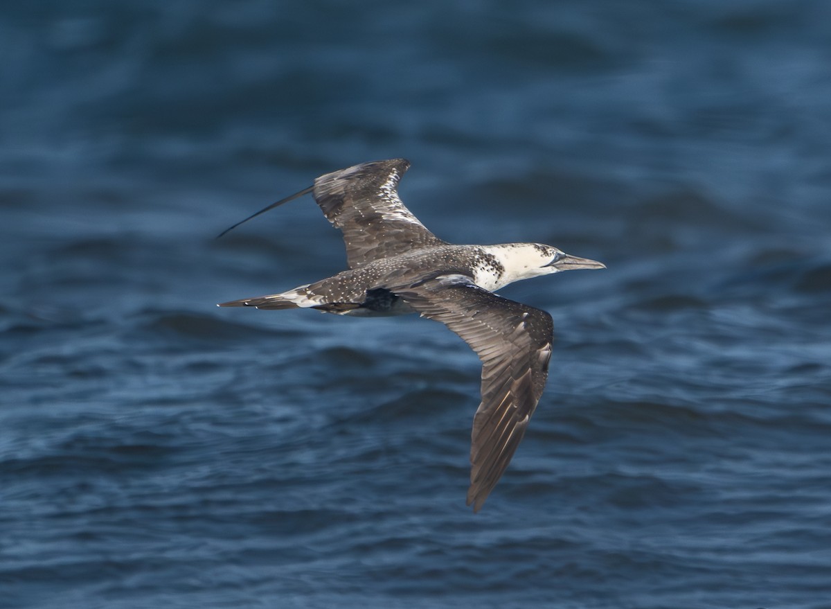Northern Gannet - ML643526777