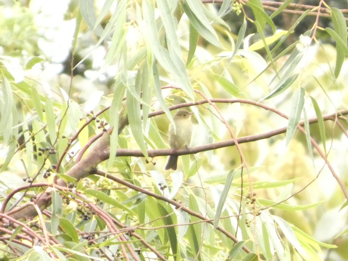 Mountain Elaenia - ML643526783