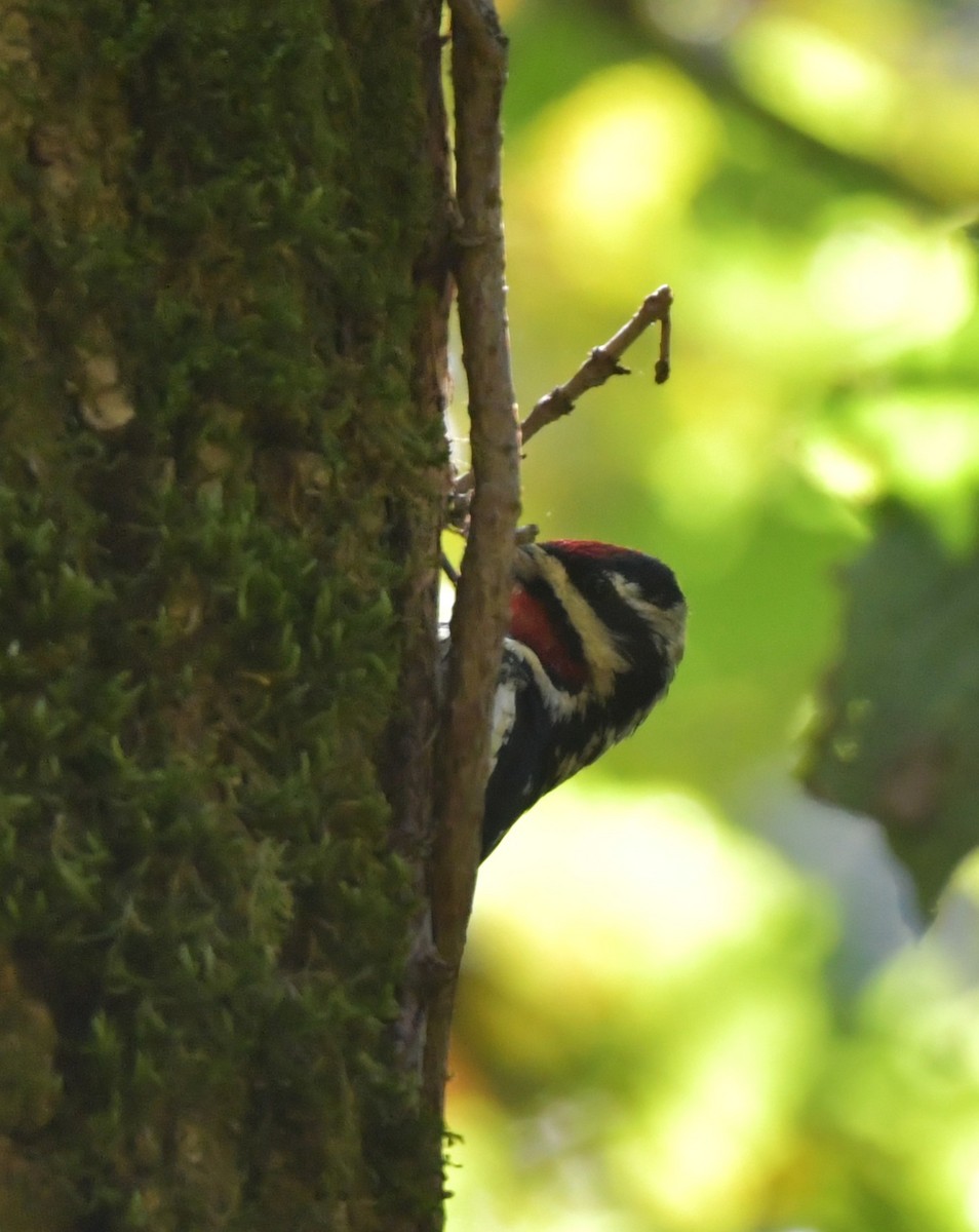 Yellow-bellied Sapsucker - ML643526804