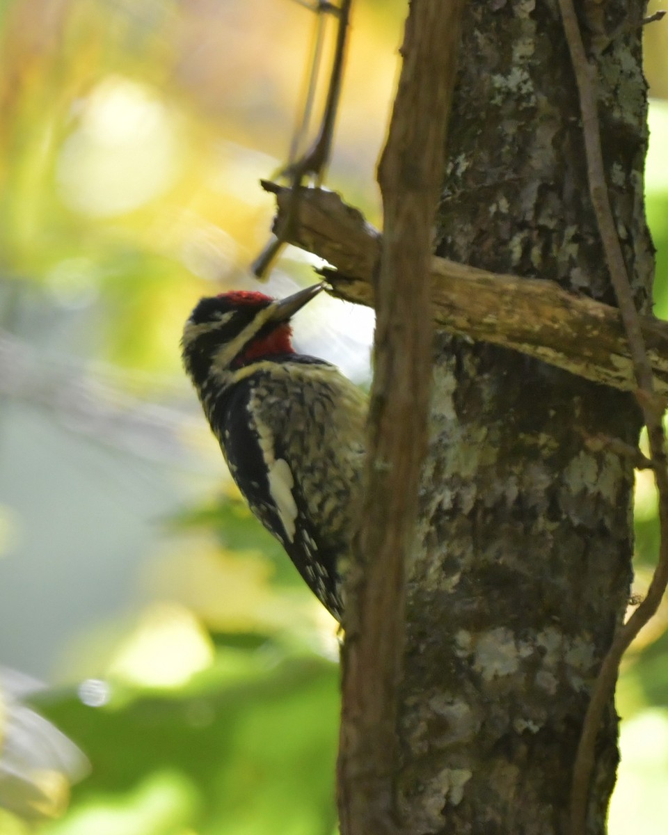 Yellow-bellied Sapsucker - ML643526805