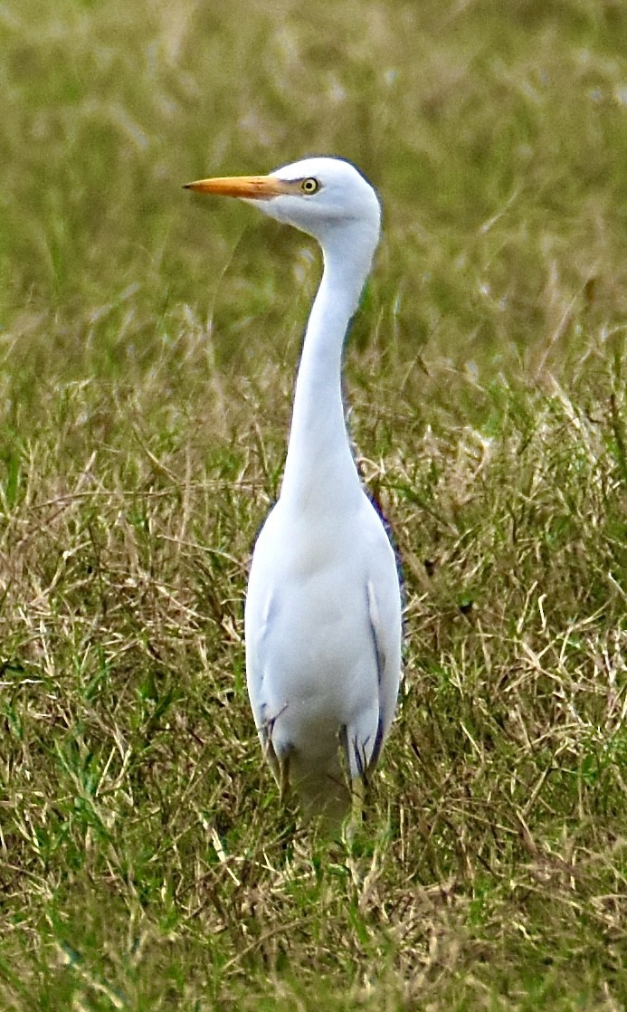 volavka rusohlavá - ML643526808