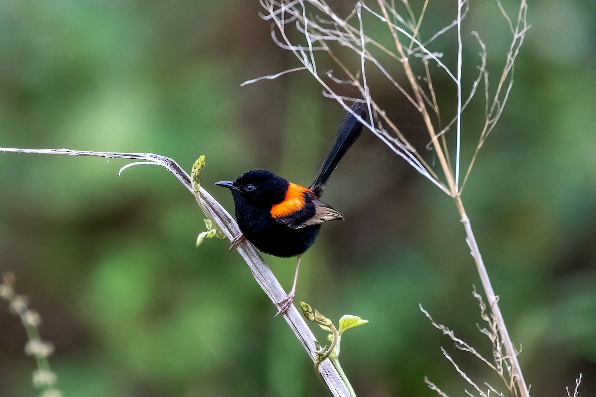 Red-backed Fairywren - ML643526812