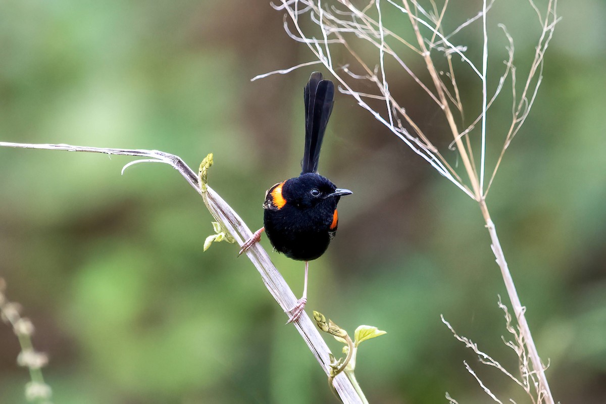 Red-backed Fairywren - ML643526813