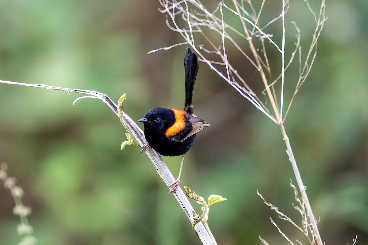 Red-backed Fairywren - ML643526814