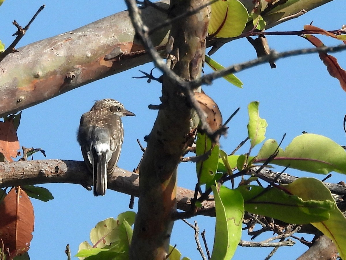 Sri Lanka Woodshrike - ML643526827