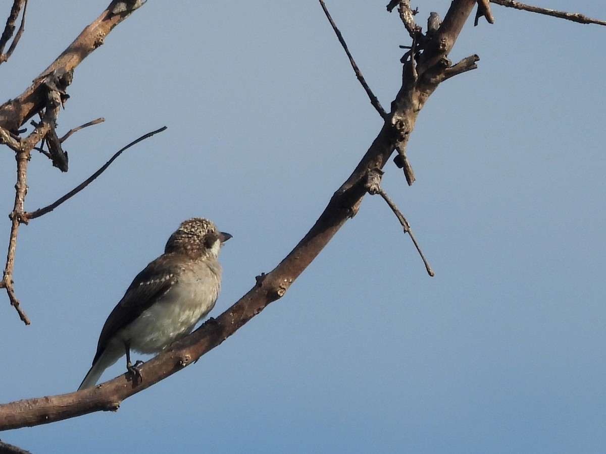 Sri Lanka Woodshrike - ML643526828