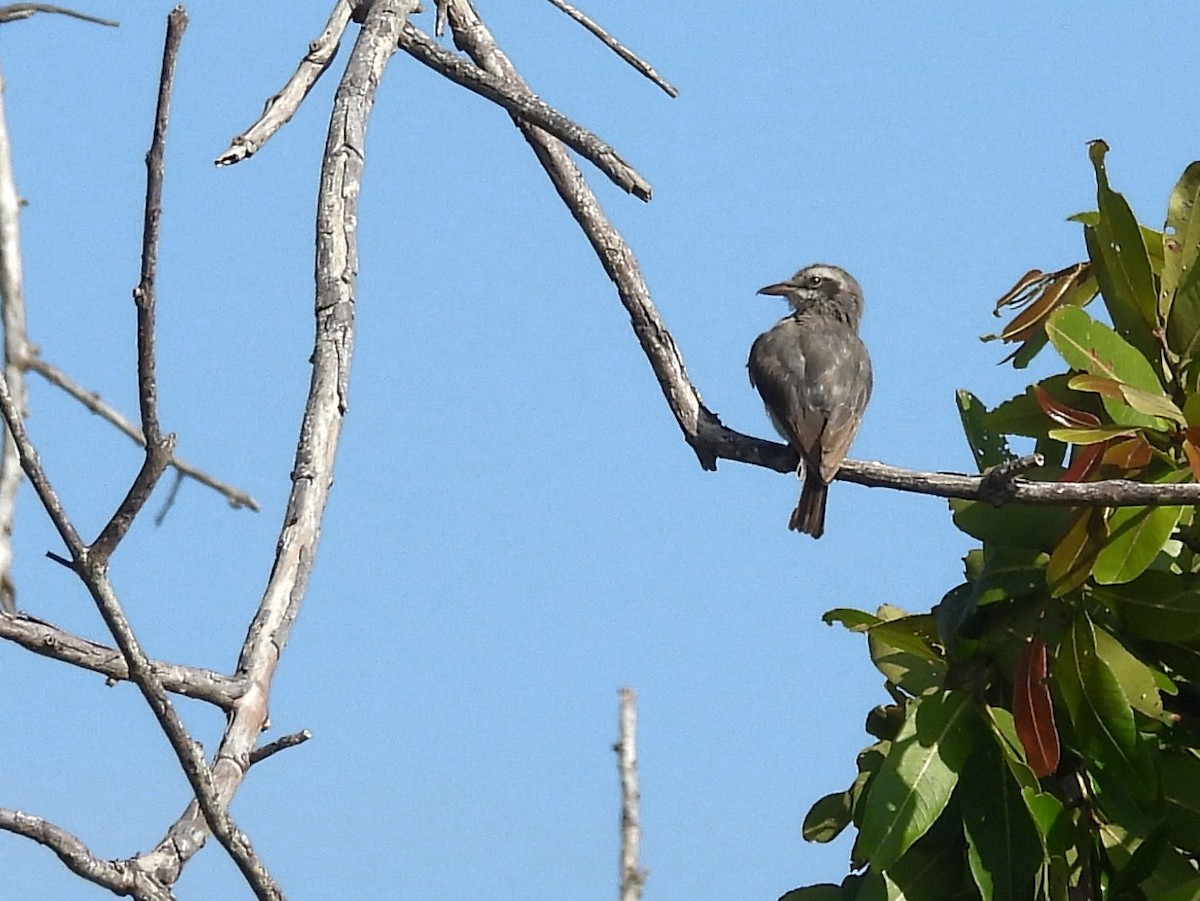 Sri Lanka Woodshrike - ML643526829