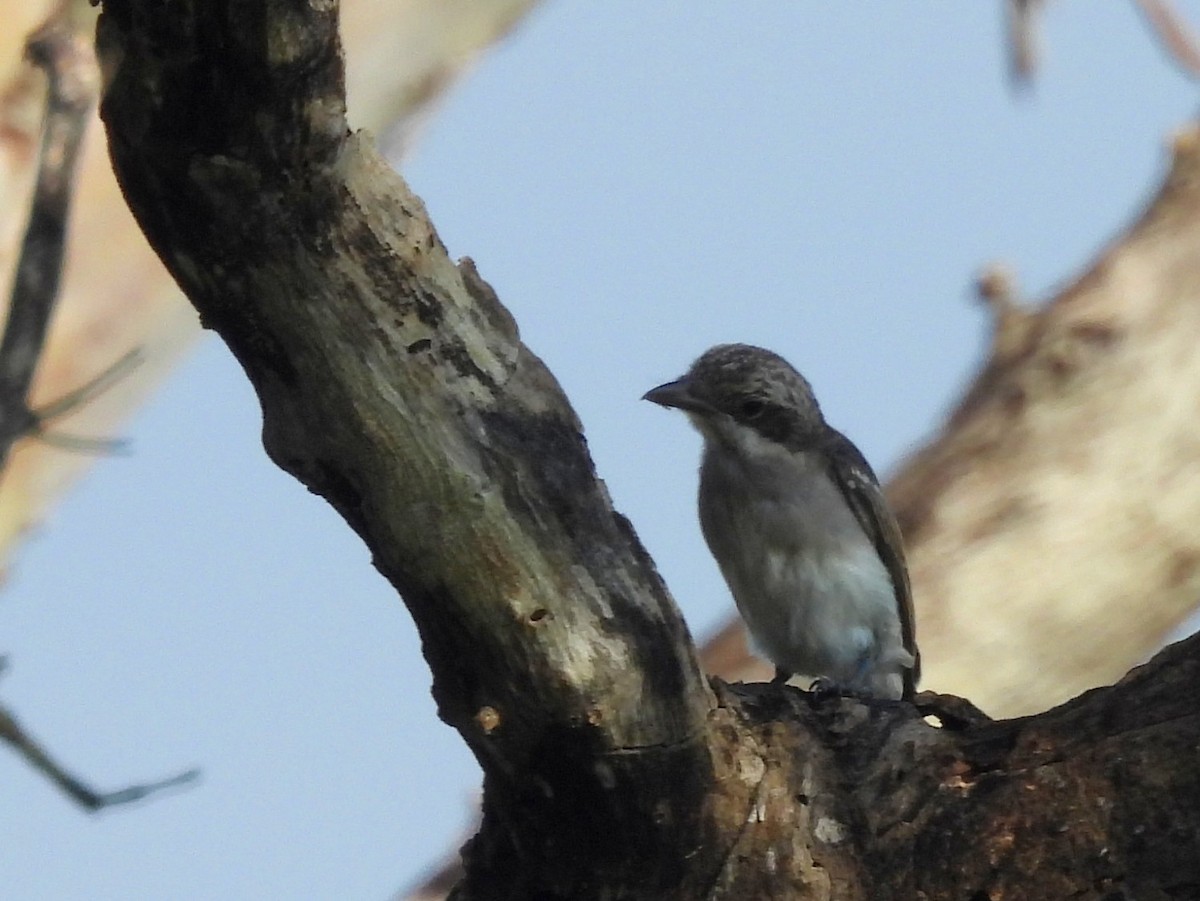 Sri Lanka Woodshrike - ML643526830