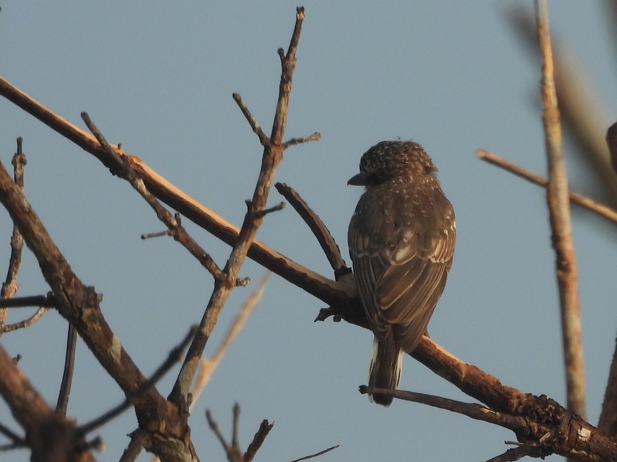 Sri Lanka Woodshrike - ML643526831