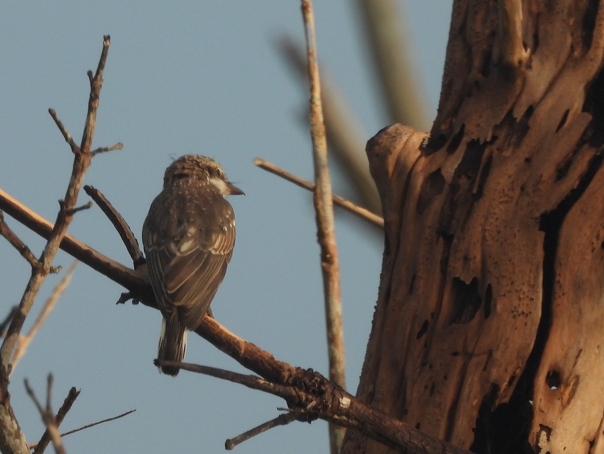 Sri Lanka Woodshrike - ML643526832