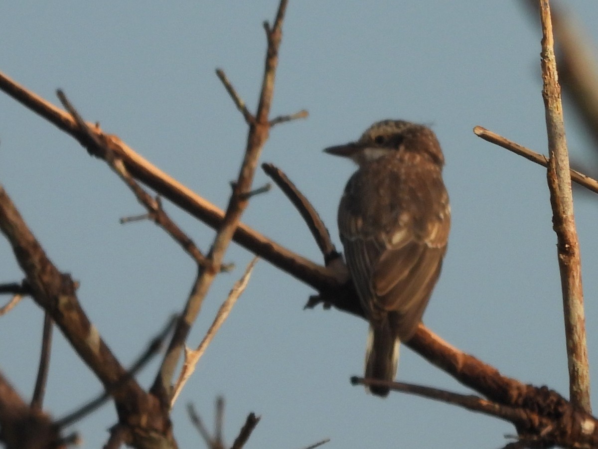 Sri Lanka Woodshrike - ML643526833
