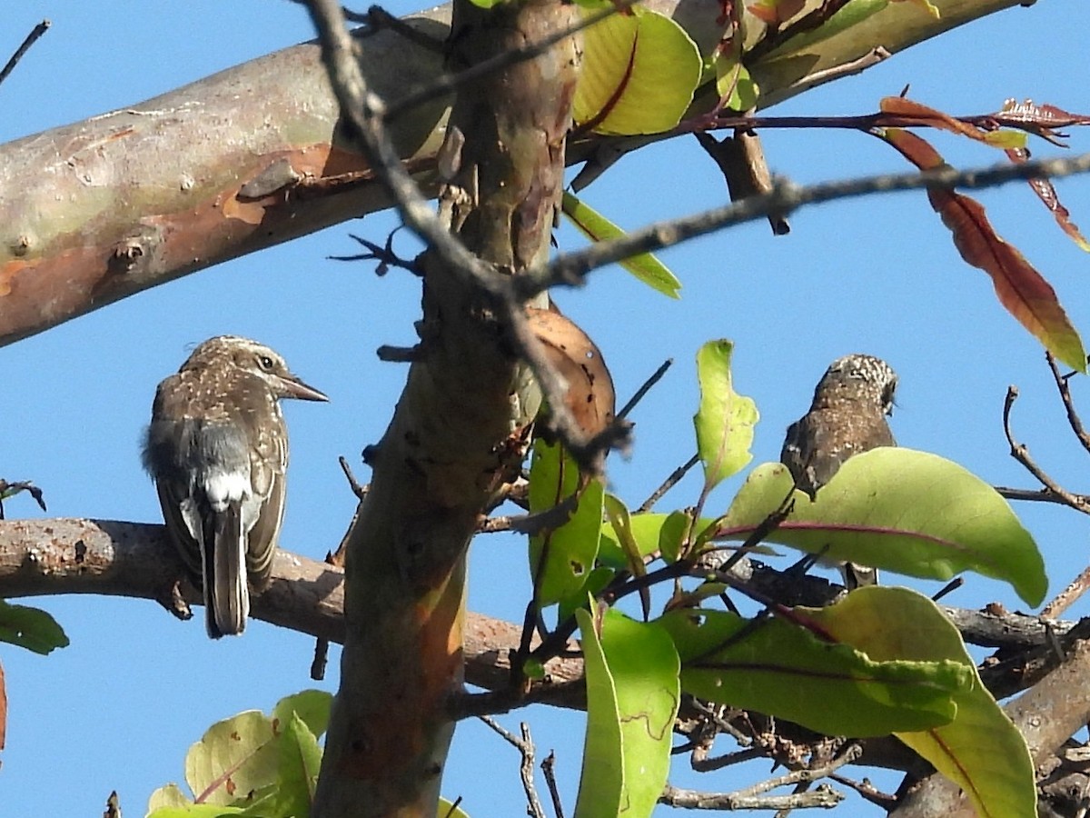 Sri Lanka Woodshrike - ML643526834