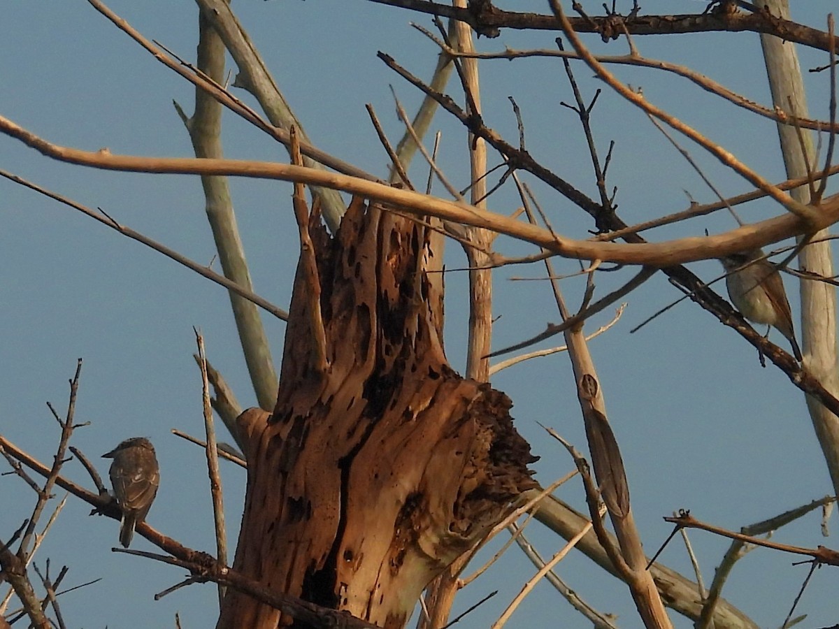 Sri Lanka Woodshrike - ML643526836