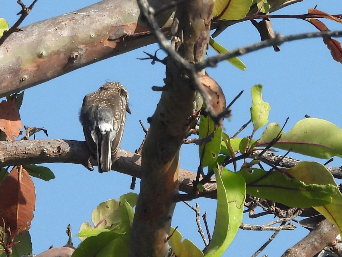 Sri Lanka Woodshrike - ML643526837