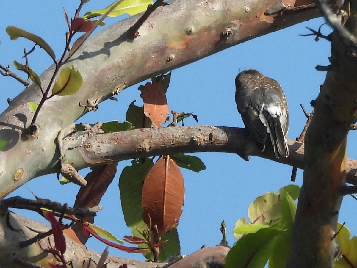 Sri Lanka Woodshrike - ML643526838