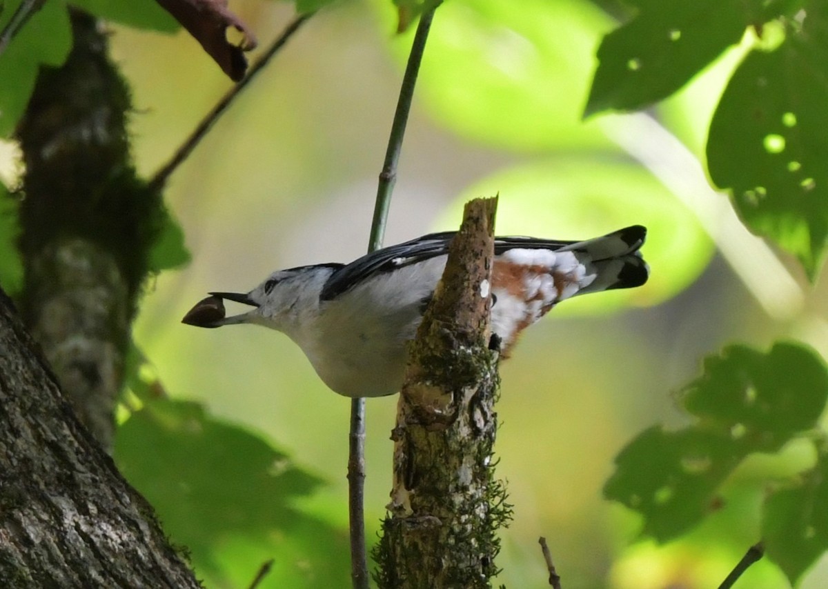 White-breasted Nuthatch - ML643526844