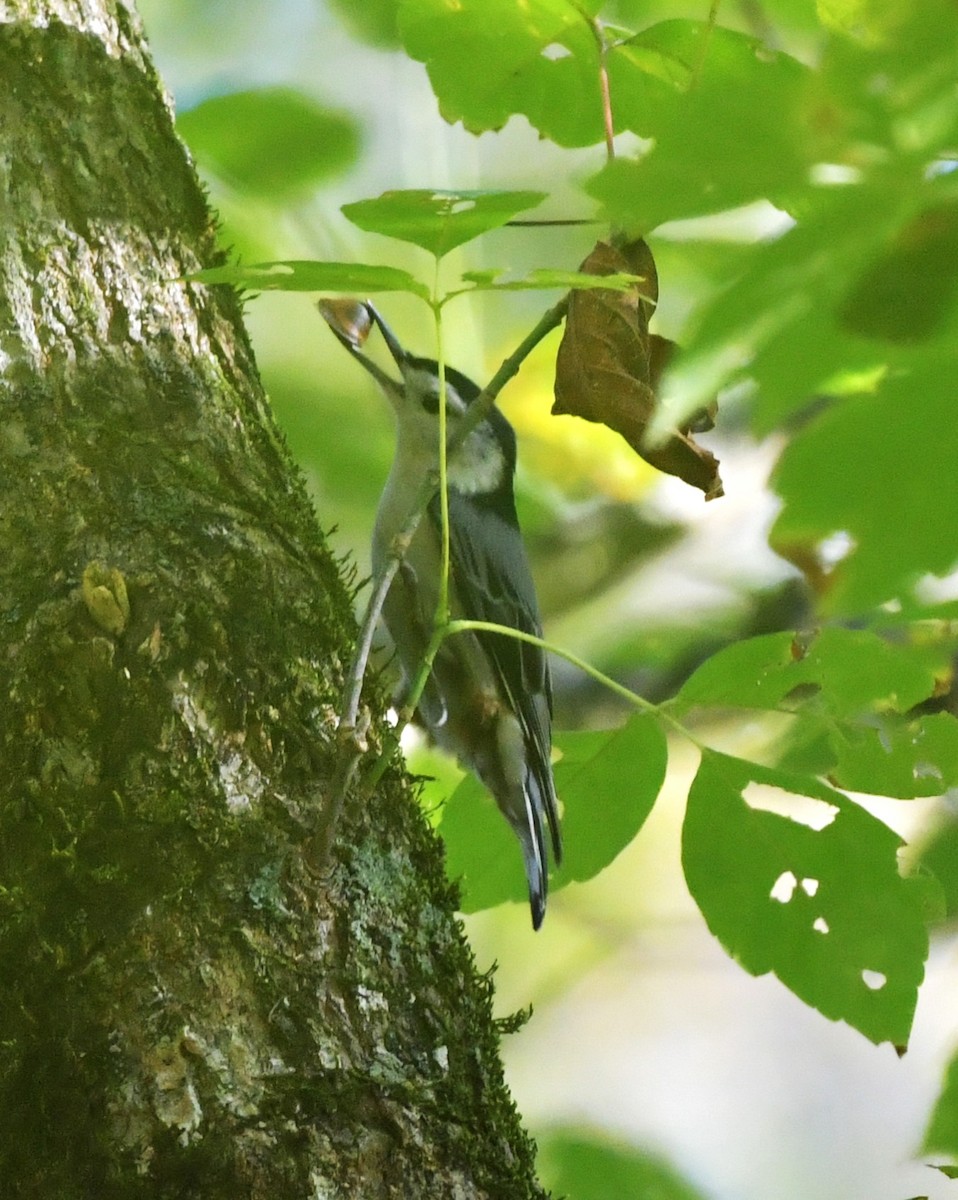 White-breasted Nuthatch - ML643526845