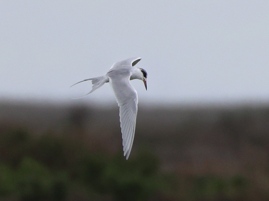 Forster's Tern - ML643526855