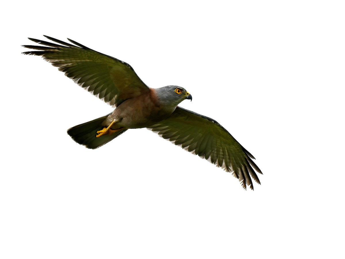 Fiji Goshawk - ML643526856