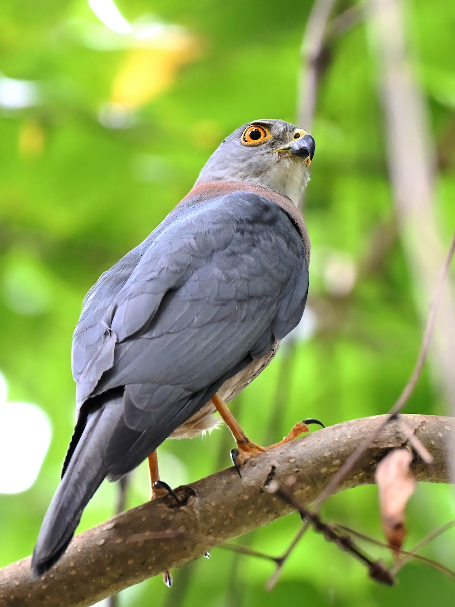 Fiji Goshawk - ML643526857