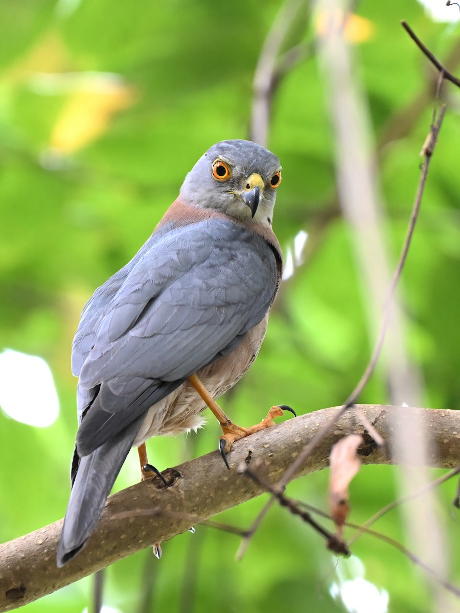 Fiji Goshawk - ML643526858