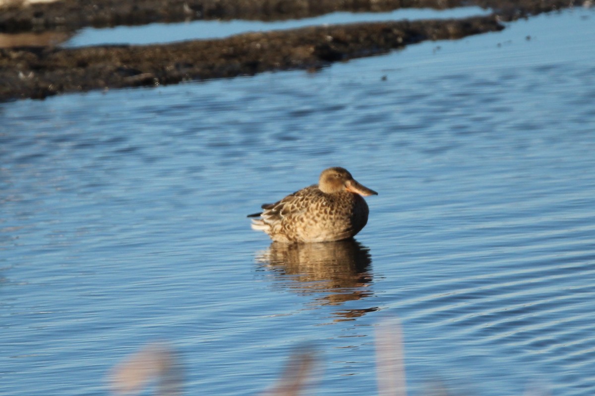 Халбага нугас - ML643526866