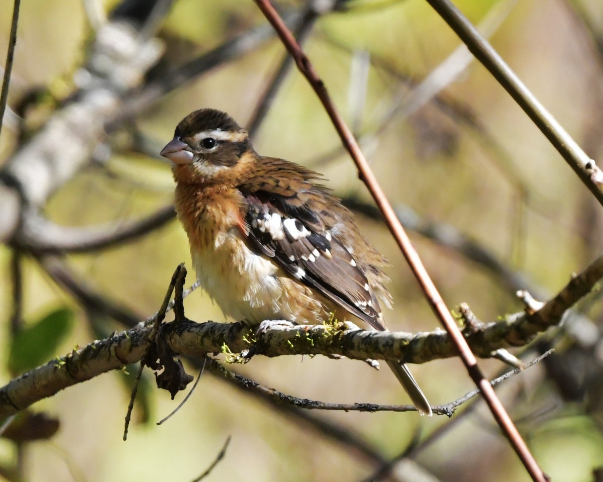 Rose-breasted Grosbeak - ML643526869