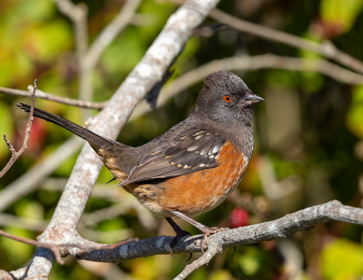 Spotted Towhee - ML643526870
