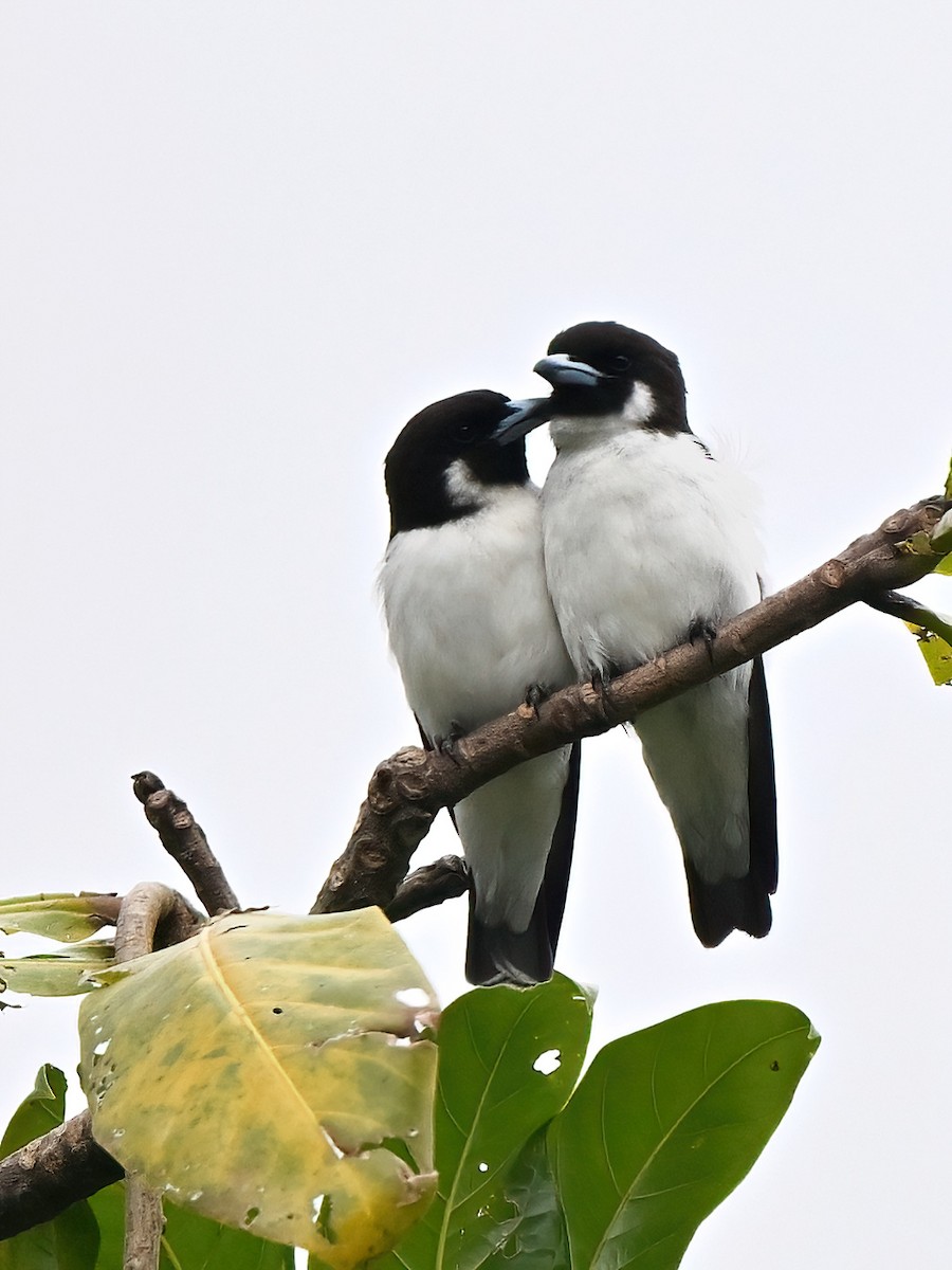 Fiji Woodswallow - ML643526894