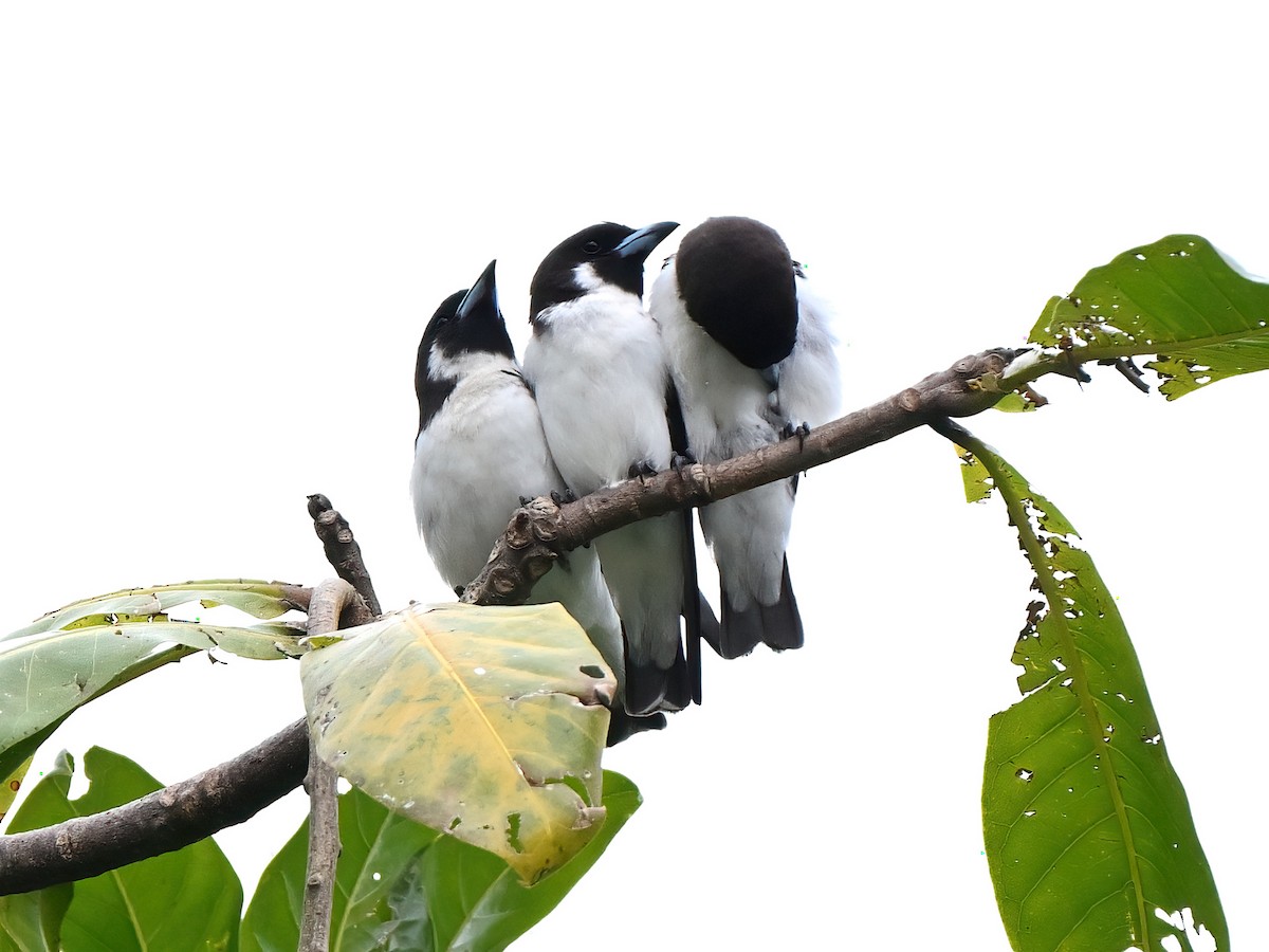 Fiji Woodswallow - ML643526895