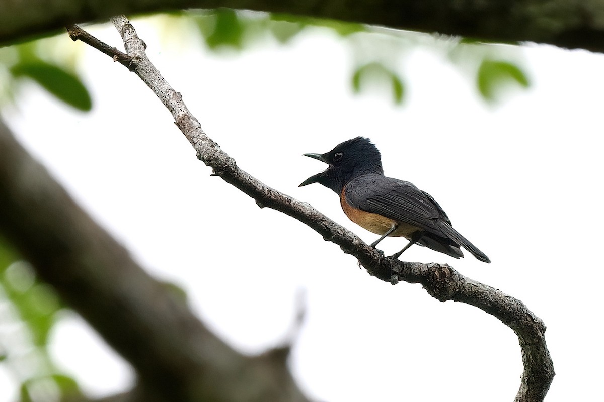 Vanikoro Flycatcher - ML643526903