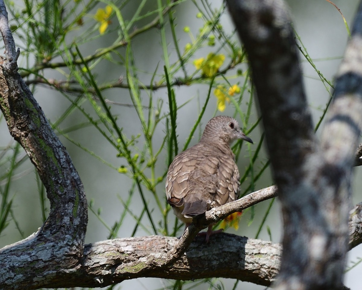 Инкская земляная горлица - ML643526904
