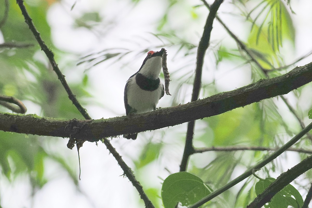 Brown-throated Wattle-eye - ML643526936