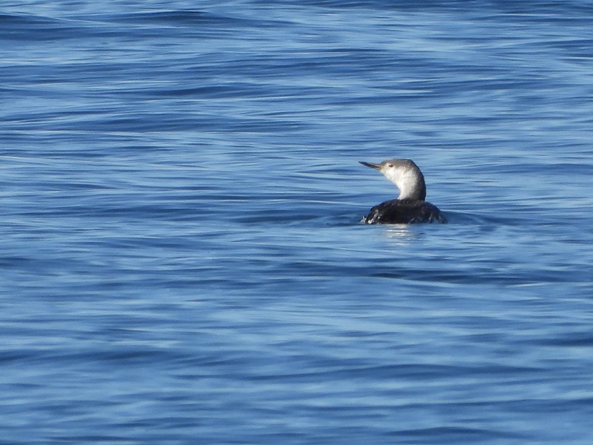 Plongeon catmarin - ML643526942