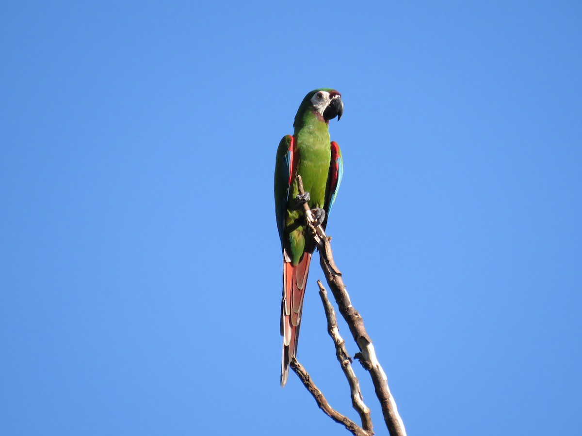 Chestnut-fronted Macaw - ML643526951