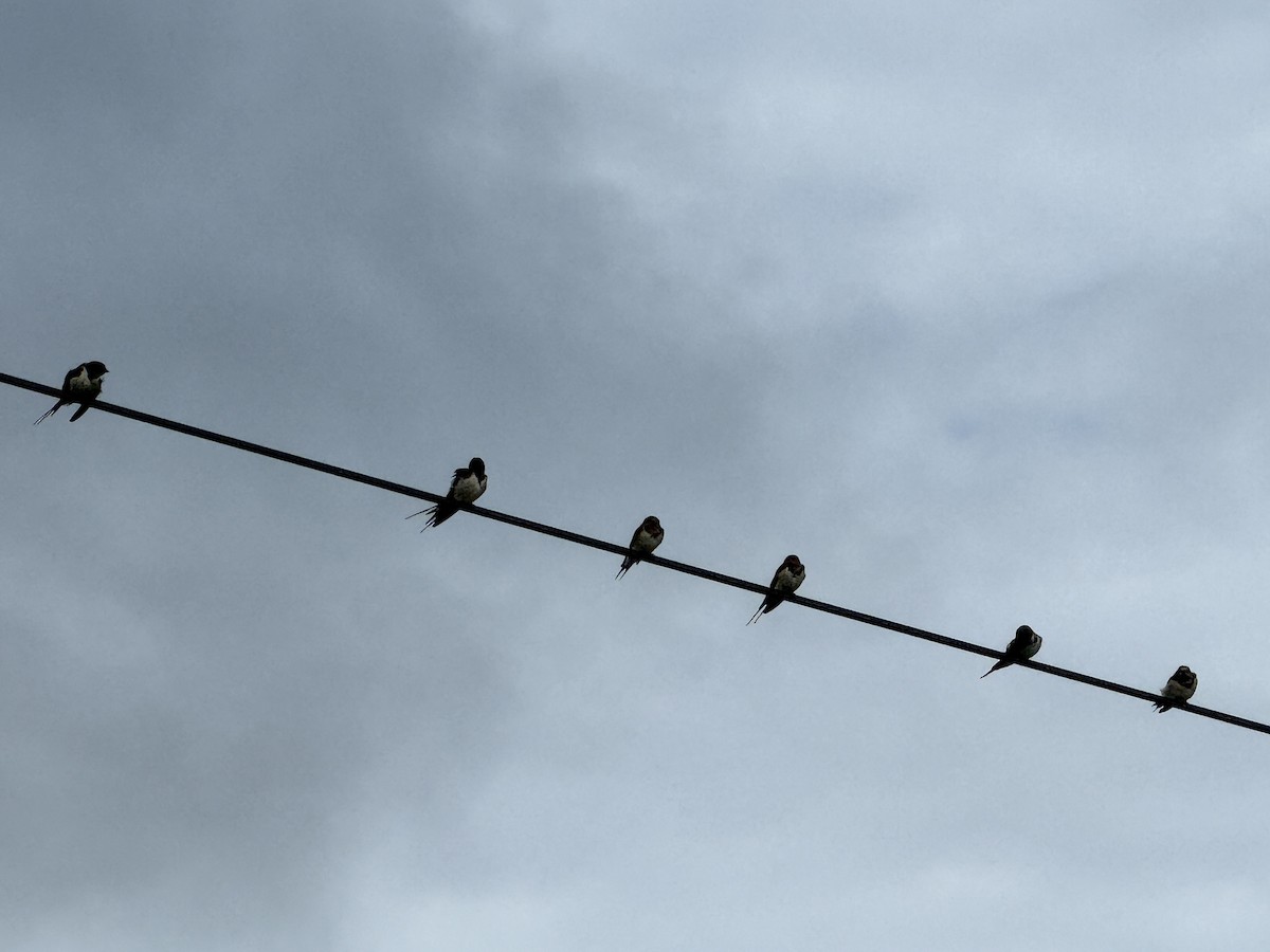Barn Swallow - ML643526952
