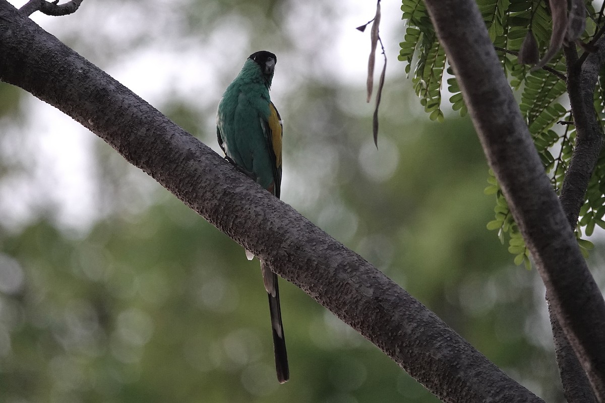 Hooded Parrot - ML643526956