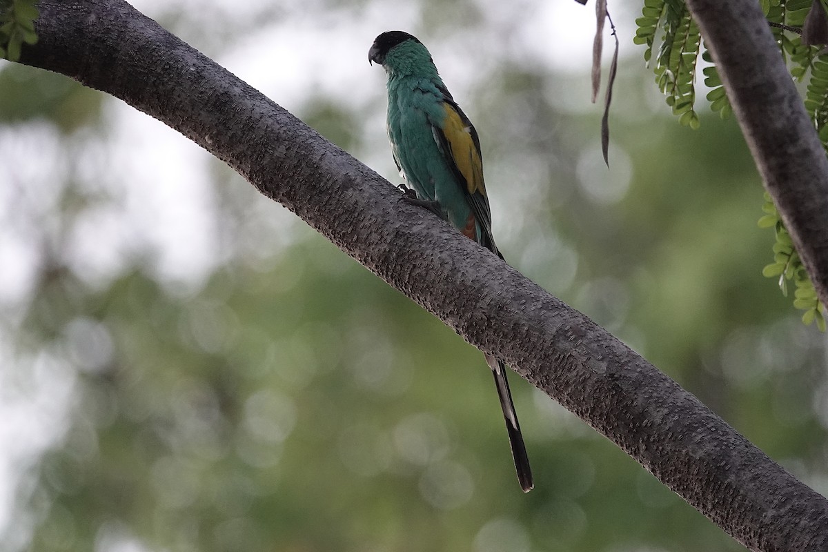 Hooded Parrot - ML643526957