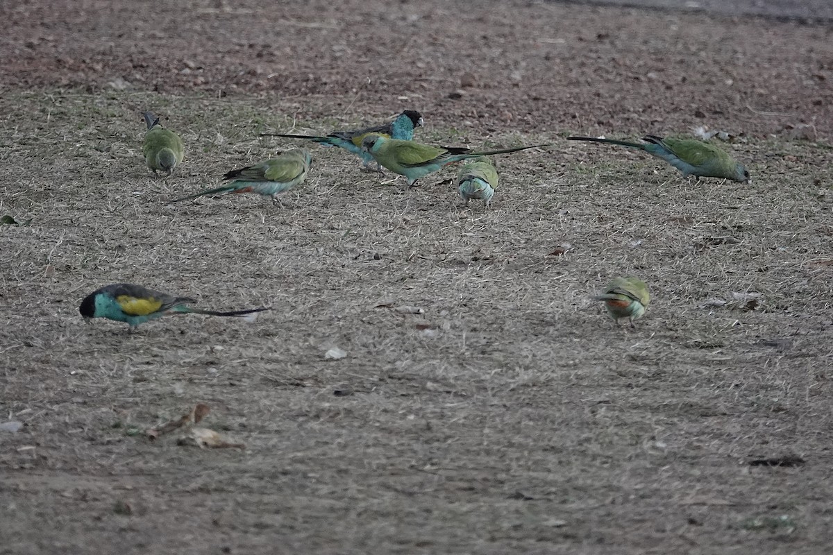 Hooded Parrot - ML643526958