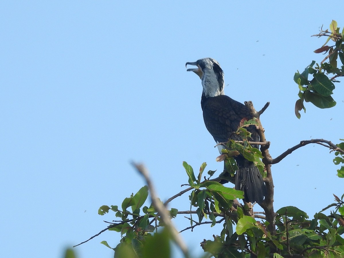 Great Cormorant - ML643526962