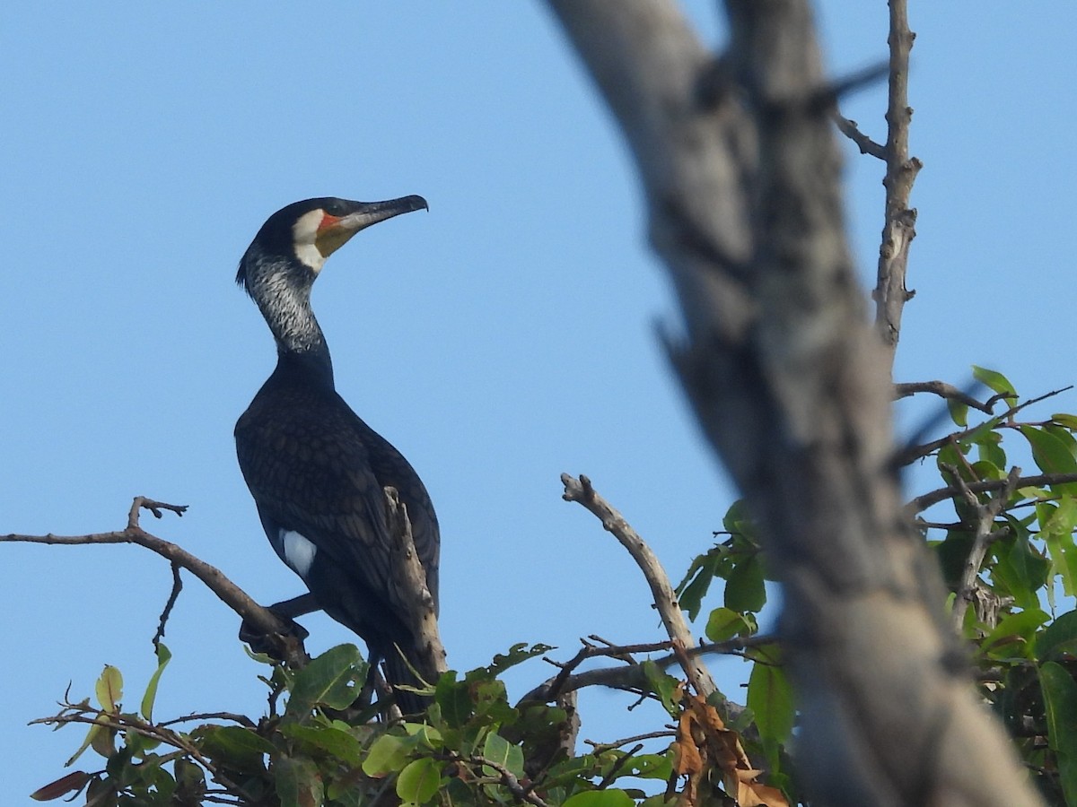 Great Cormorant - ML643526963