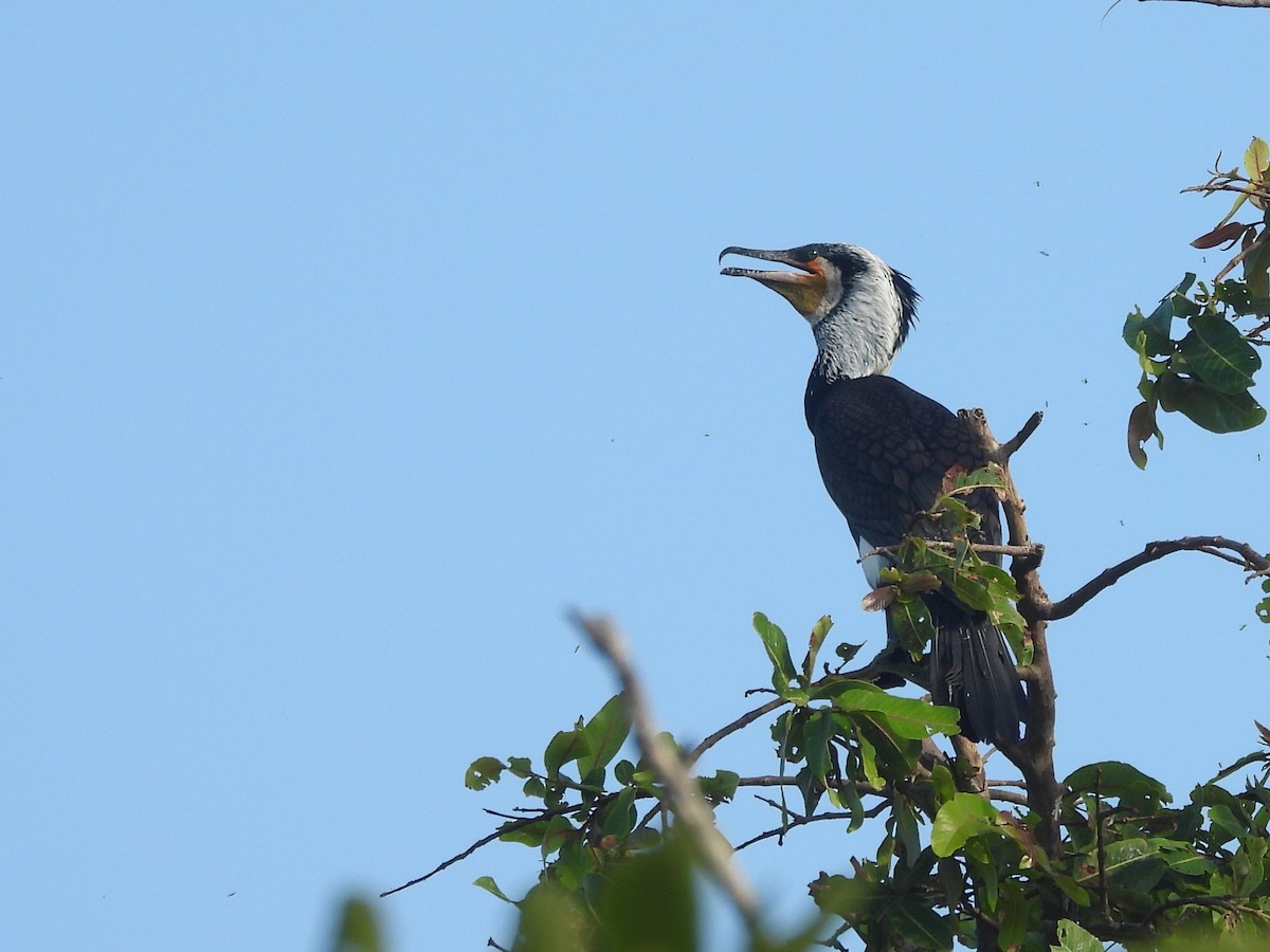 Great Cormorant - ML643526964